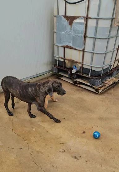 Michele: timido segugio dolcissimo con tutti  | Foto 4