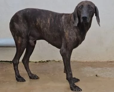 Michele: timido segugio dolcissimo con tutti 