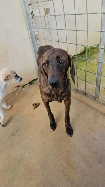 Michele: timido segugio dolcissimo con tutti  | Foto 2