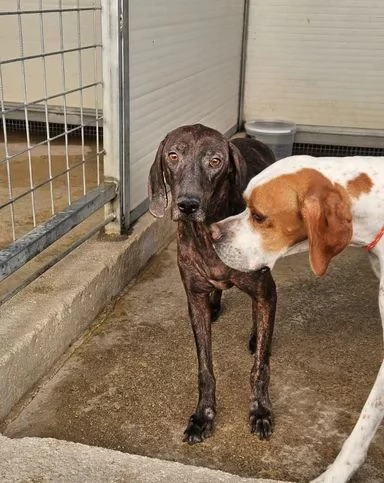 Michele: timido segugio dolcissimo con tutti  | Foto 1