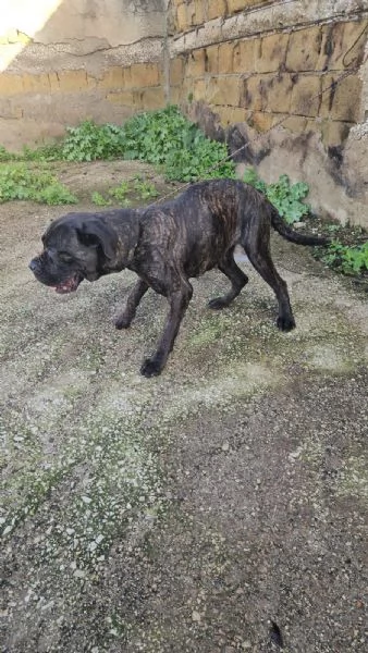 Lucia: cane corso maltrattata dolcissima  | Foto 4