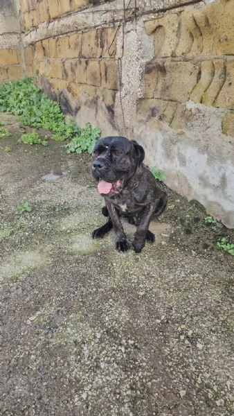 Lucia: cane corso maltrattata dolcissima  | Foto 3