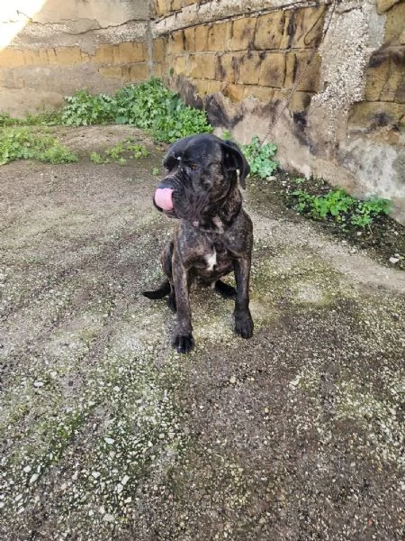 Lucia: cane corso maltrattata dolcissima  | Foto 2