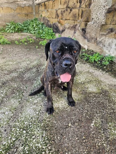 Lucia: cane corso maltrattata dolcissima  | Foto 1