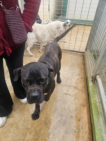 Lucia: cane corso maltrattata dolcissima 