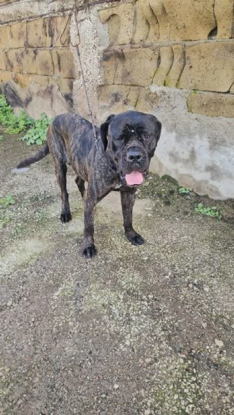 Lucia: cane corso maltrattata dolcissima 