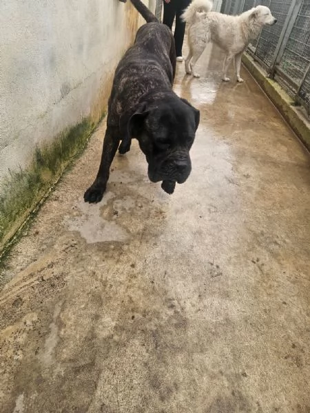 Lucia: cane corso maltrattata dolcissima  | Foto 0