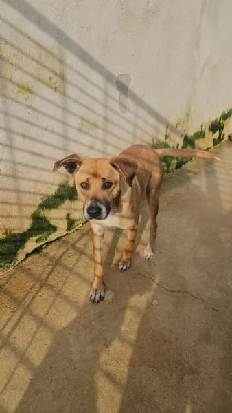 Peppina: 3 anni,  dolce, socievole 