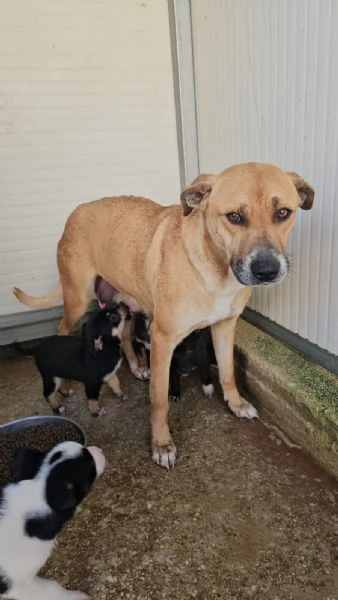 Peppina: 3 anni,  dolce, socievole  | Foto 6