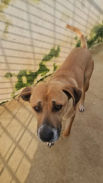 Peppina: 3 anni,  dolce, socievole  | Foto 5