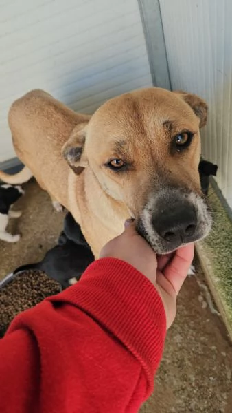 Peppina: 3 anni,  dolce, socievole  | Foto 4