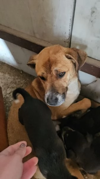 Peppina: 3 anni,  dolce, socievole  | Foto 3