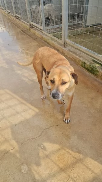 Peppina: 3 anni,  dolce, socievole  | Foto 2