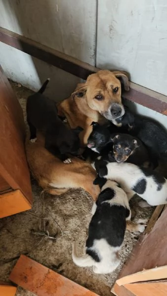 Peppina: 3 anni,  dolce, socievole  | Foto 0