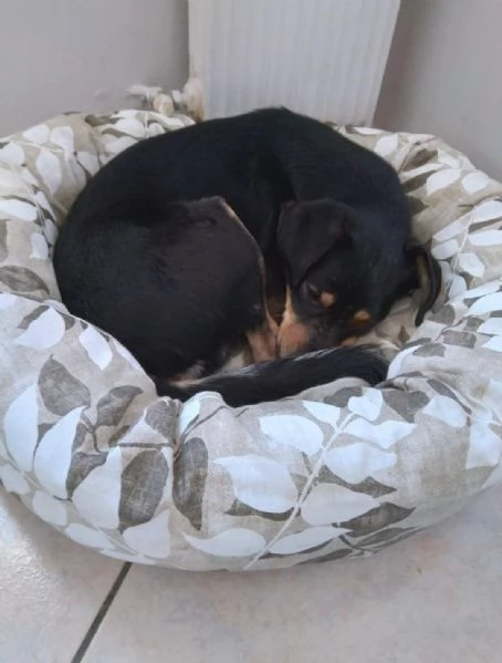 Loki cerca nuova famiglia o stallo casalingo  | Foto 4