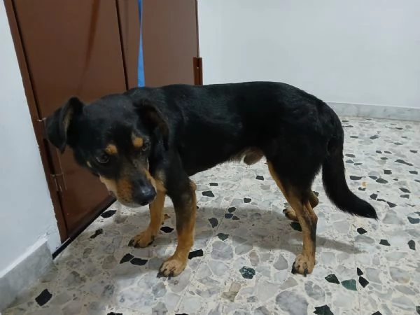 Loki cerca nuova famiglia o stallo casalingo  | Foto 2