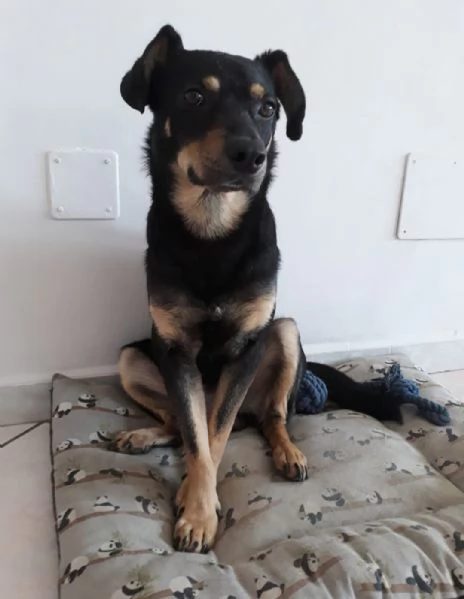 Loki cerca nuova famiglia o stallo casalingo  | Foto 0