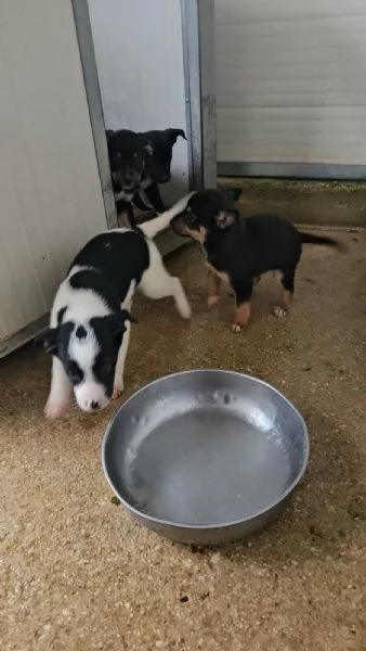 Elba: 2 mesi taglia contenuta | Foto 5