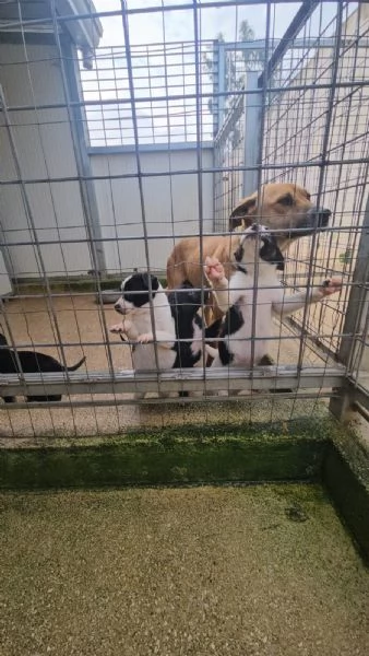 Elba: 2 mesi taglia contenuta | Foto 1