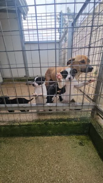 Elba: 2 mesi taglia contenuta | Foto 0