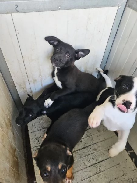 Lipari: 3 mesi taglia contenuta  | Foto 5