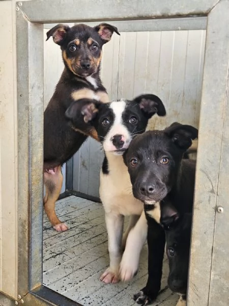 Lipari: 3 mesi taglia contenuta  | Foto 4