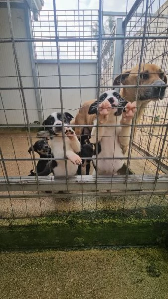 Stromboli: 2 mesi taglia contenuta  | Foto 3