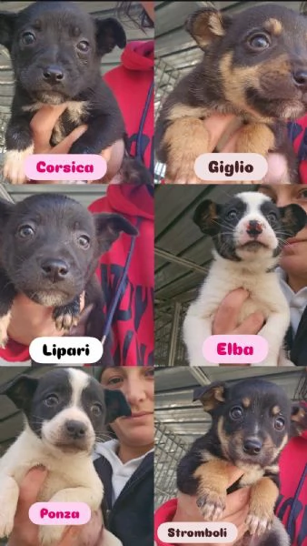 Stromboli: 2 mesi taglia contenuta 