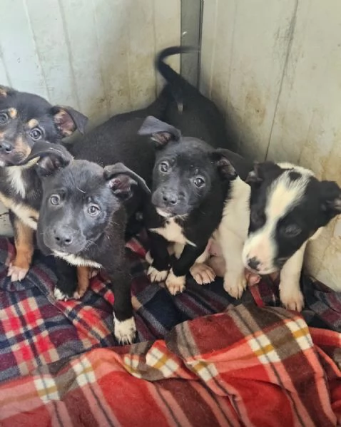 Stromboli: 3 mesi taglia contenuta  | Foto 2