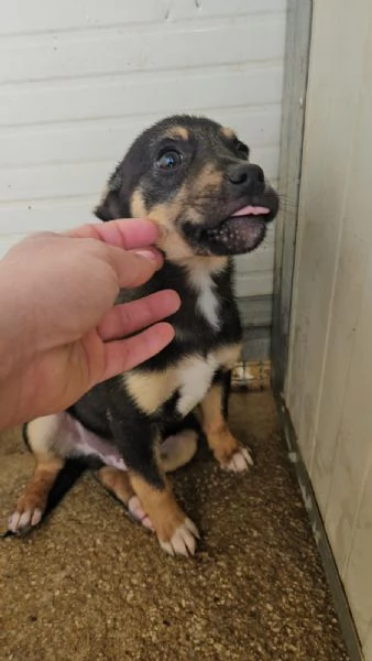 Stromboli: 3 mesi taglia contenuta 