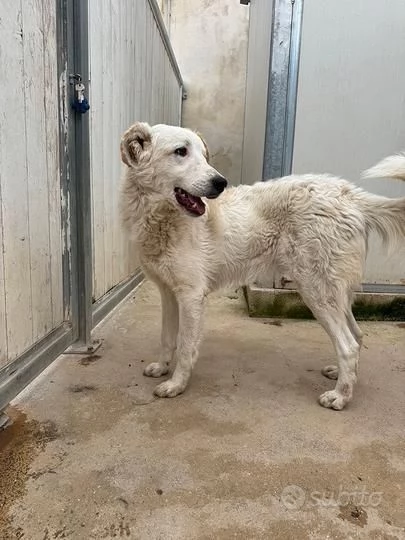 Ugo: 1 anno, taglia grande, socievole e affettuoso  | Foto 6
