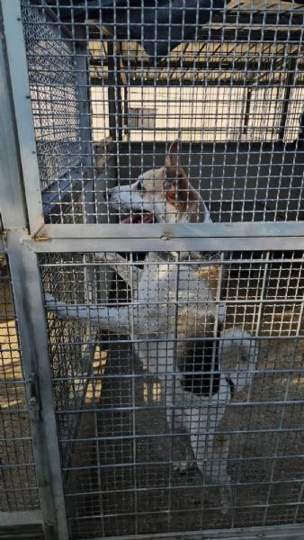 India cerca nuova famiglia: dolce e socievole  | Foto 6