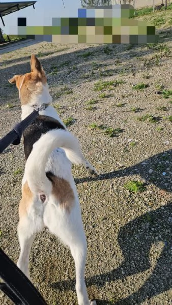 India cerca nuova famiglia: dolce e socievole  | Foto 5