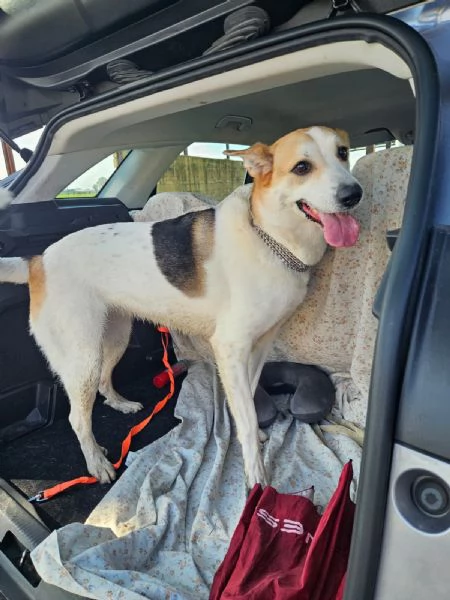 India cerca nuova famiglia: dolce e socievole 