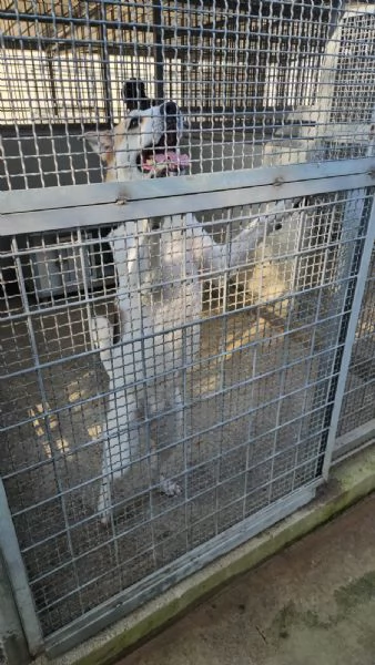 India cerca nuova famiglia: dolce e socievole  | Foto 4