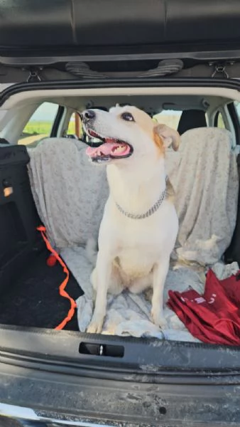 India cerca nuova famiglia: dolce e socievole  | Foto 3