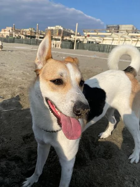 India cerca nuova famiglia: dolce e socievole  | Foto 2