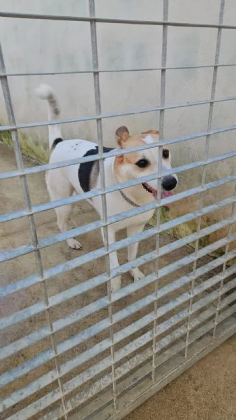 India cerca nuova famiglia: dolce e socievole  | Foto 1