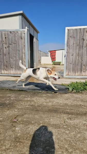 India cerca nuova famiglia: dolce e socievole  | Foto 0