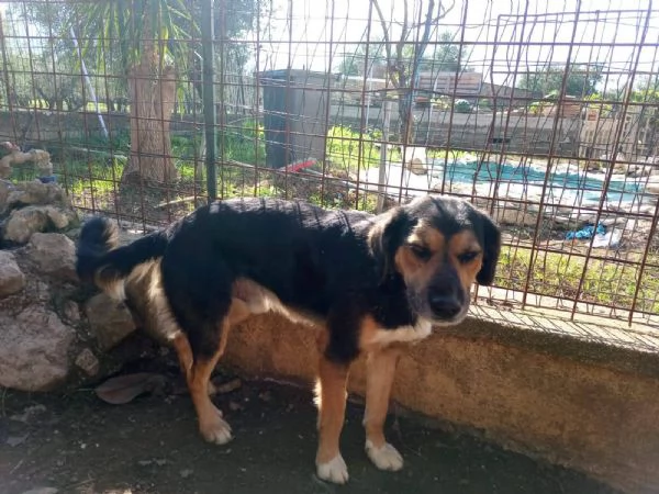Gigio: 2 anni, socievole e affettuoso 