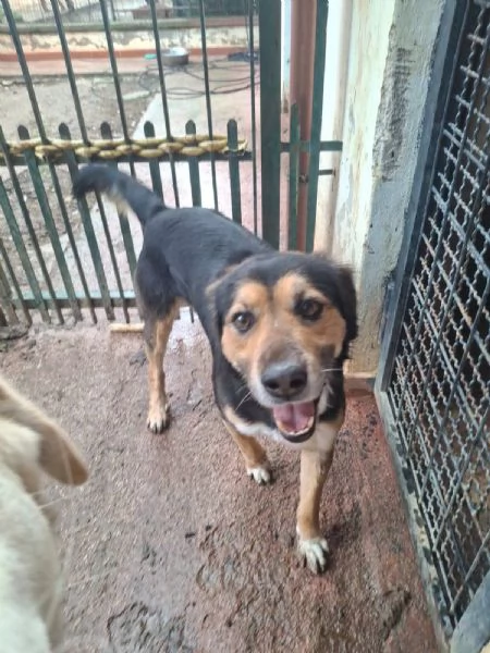 Gigio: 2 anni, socievole e affettuoso  | Foto 6