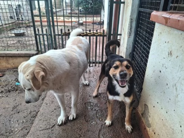 Gigio: 2 anni, socievole e affettuoso  | Foto 3