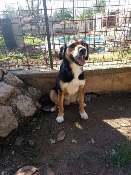 Gigio: 2 anni, socievole e affettuoso  | Foto 1