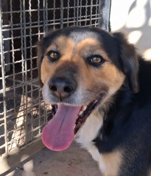 Gigio: 2 anni, socievole e affettuoso 