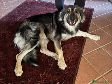 Cora: non la vogliono pi&ugrave;. Urgente  | Foto 5