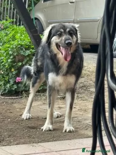 Cora: non la vogliono pi&ugrave;. Urgente  | Foto 1