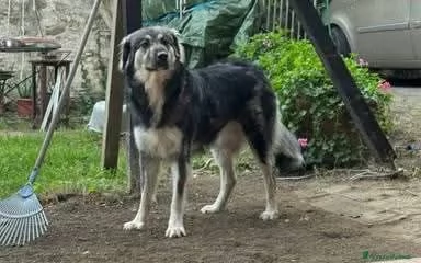 Cora: non la vogliono pi&ugrave;. Urgente  | Foto 0