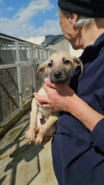 Maschietti e femminuccia 3 mesi taglia media | Foto 0