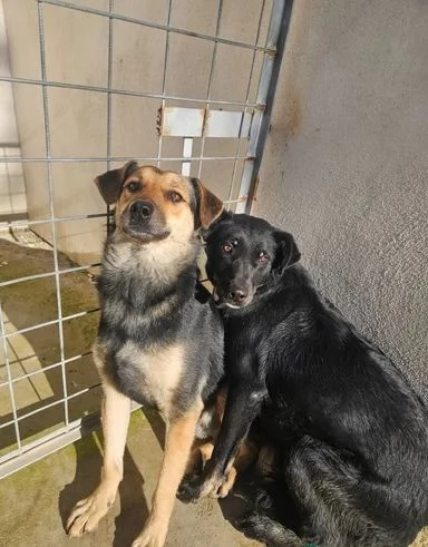 Carlo: 2 anni, taglia media, timido e riservato  | Foto 6