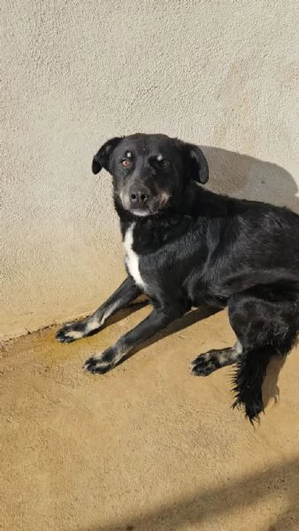 Carlo: 2 anni, taglia media, timido e riservato  | Foto 5